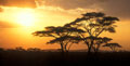 Couché de soleil dans les acacias. Couché de soleil en Tanzanie, Afrique de l'est. 