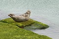 Phoque veau marin. Phoca vitulina. Phoque veau marin. Phoca vitulina. Famille des Phocidae. Emisphère nord. Isles Shetland. 