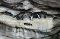 Guillemot de Troïl. Uria aalge. Guillemot de Troïl. Uria aalge. Alcidae. Oiseau de mer. Palmipède. Hémisphère nord. Iles Shetland. 