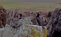 Grand cormoran. Phalacrocorax carbo. Grand cormoran. Phalacrocorax carbo. Oieau de mer. Palmipède de la famille des Phalacrocoracidae. Iles Shetland. Hémisphère nord. 