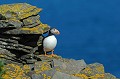 Macareux moine. Fratercula arctica. Macareux moine. Fratercula arctica. Oiseau de mer, palmipède de la famille des Alcidae. Iles Shetland. Hémisphère nord. 
