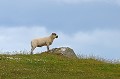  Mouton des Iles Shetland. Hémisphère nord 