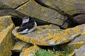 Macareux moine.Fratercula arctica. Macareux moine. Fratercula artica. Oiseau de mer. Palmipède de la famille des Alcidae. Iles Shetland. Hémisphère nord. 
