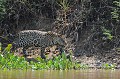 Panthera onca Jaguar. Panthera onca. Pantanal. Brésil 