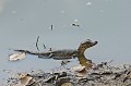 Caiman yacare yacare. Caïman yacaré. Caiman yacare yacare. Jeune reptile du Pantanal. Brésil. 