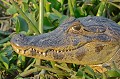 Caiman yacare yacare. Ca¨man yacaré. Caiman yacare yacare. Portrait d'un reptile du Pantanal. Brésil. 