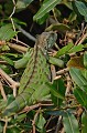  Iguane vert. Reptile du Pantanal. Brésil. 