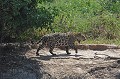 Panthera onca. Jaguar. Panthera onca. Félin du Pantanal. Brésil. 