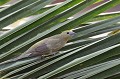 Thraupis palmarum. Tangara des palmiers. Thraupis palmarum. Passereau du Pantanal. Brésil. 