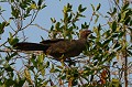 Penelope superciliaris. Pénélope péoa. Penelope superciliaris. Oiseau du Pantanal. Brésil. 