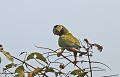 Primolius auricollis. Ara à collier jaune. Primollius auricollis. Oiseau du Pantanal. Brésil. 