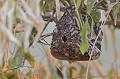  Nid de guêpes . Pantanal. Brésil. 