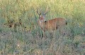 Ozotoceros bezoarcticus. Cerf des Pampas. Ozotoceros bezoarcticus. Mammifère du Pantanal. Brésil. 