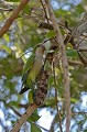 Myiopsitta monachus. Conure veuve. Myiopsitta monachus. Oiseau du Pantanal. Brésil. 
