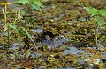 Caiman yacare yacare. Caïman yacaré. Caiman yacare yacare. Reptile du Pantanal. Brésil. 