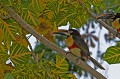 Pteroglossus castanotis. Araçari à oreillons roux. Pteroglossus castanotis. Oiseau du Pantanal. Brésil. 