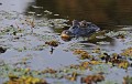 Caiman yacare yacare. Caïman yacaré. Caiman yacare yacare. reptile du Pantanal. Brésil. 