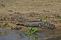 Caiman yacare yacare. Caïman yacaré. Caiman yacare yacare. Reptile du Pantanal. Brésil. 