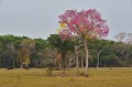  Paysage du Pantanal. Brésil. 