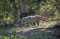 Panthera onca. Jaguar. Panthera onca. Félin du Pantanal. Brésil. 