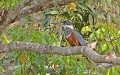 Megaceryle torquata. Martin pêcheur à ventre roux femelle. Megaceryle torquata. Oiseau du Pantanal. Brésil. 
