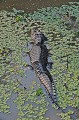 Caiman yacare yacare. Caïman yacaré. Caiman yacare yacare. Reptile du Pantanal. Brésil. 