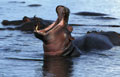 <b>Hippopotamus amphibius.</b> Tanzanie. Hippopotame en Tanzanie. 
