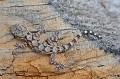 Tarentola mauritanica. Tarente ou gecko. Tarentola mauritanica. Parc National des Calanques. PACA. 