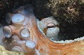 Pieuvre ou poulpe. Octopus vulgaris. Pieuvre commune ou poulpe commun. Octopus vulgaris. Parc National des Calanques. PACA. 