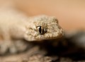 Tarentola mauritanica. Tarente commune ou gecko. Tarentola mauritanica. Parc National des Calanques. PACA. 