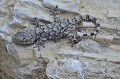 Tarentola mauritanica. Parc National des Calanques. Tarente.Tarentola mauritanica. 