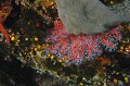 Corallium rubrum. Parc National des Calanques. Corail rouge de Méditerranée. Corallium rubrum. PACA. 