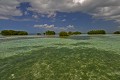 Basse Terre. Mangrove établie en mer, à quelques centaines de mètres de la côte. Mangrove en mer. Grand Cul de Sac marin. Basse Terre. Guadeloupe. Antilles françaises. 