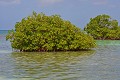 Basse Terre. Formation de bosquets de mangrove à plusieurs centaines de mètres du rivage. Basse Terre. Grand Cul de Sac Marin. Guadeloupe. Antilles françaises. 