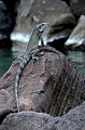 Iguana iguana. Espèce introduite en 1960. Aujourd'hui largement répandue au dépend de l'Iguane des petites Antilles qui accuse une baisse alarmante dans ses effectifs. Iguane commun. Iguana iguana. Guadeloupe. Antilles françaises. 