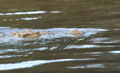 <b>Crocodilus niloticus.</b> Tanzanie. L'approche est primordiale pour ce redoutable prédateur. Avec son air indolent, l'aspect d'un tronc flottant, il se laisse glisser dans le courant et approche tout prêt les oiseaux ou herbivores insouciants. L'attaque sera fulgurante, une fraction de seconde pour happer sa proie et la noyer dans le fond de la rivière. Crocodile du Nil, Crocodilus niloticus, Tanzanie, reptile 