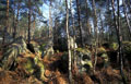 Située à une soixantaine de km de Paris, elle couvre une superficie de 28000 ha environ de milieux divers et riches. Site classé au titre des paysages, réserve biosphère de l'UNESCO depuis le 8 décembre 1998. Forêt de Fontainebleau, réserve de biosphère de l'UNESCO. 