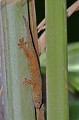 Ailuronynx seychellensis. Vallée de Mai. Praslin. Gecko bronze des Seychelles. Ailuronynx seychellensis. Vallée de Mai. Praslin. Iles Seychelles. Océan Indien. 