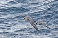 Svalbard. Fulmar boréal. Petrel fulmar. Fulmarus glacialis. Svalbard. Fulmar boréal. Pétrel fulmar. Spitzberg. 