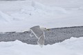 Svalbard. Goéland bourmestre. Larus hyperboreus. Svalbard. Goéland bourgmestre. Larus hyperboreus. 