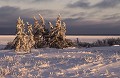 Canada. Canada. Steppe en neige. 