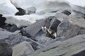 Svalbard. Renard arctique. Plectophenax nivalis. Svalbard. Renard arctique. Plectophenax nivalis. 