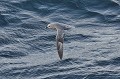 Svalbard. Pétrel fulmar. Fulmar boréal. Fulmarus glacialis. Svalbard. Pétrel fulmar. Fulmar boréal. Fulmarus glacialis. 