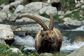 Bouquetin mâle. Capra ibex. Eté. Bouquetin mâle portrait. Capra ibex. Parc National du Mercantour. Alpes Maritimes. France. 