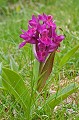 Orchis sureau. Dactylorhiza sambucina. Fleur de haute montagne. Printemps en Haute Roya. Orchis sureau. Dactylorhiza sambucina. Printemps en Haute Roya. Parc National du Mercantour. Alpes Maritimes. 