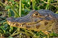 Caiman yacare yacare. Caiman yacare yacare. Caïman yacaré. Pantanal. Mato Grosso. Brésil. 