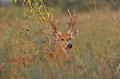 Ozotoceros bezoarcticus. Cerf des pampas. Ozotoceros bezoarcticus. Pantanal. Mato Grosso. Brésil. 