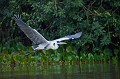 Ardea cocoi. Héron cocoi. Ardea cocoi. Pantanal. Mato Grosso. Brésil. 