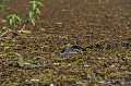 Caïman yacare yacare. Caïman yacaré. Caïman yacare yacare. Pantanal. Mato Grosso. Brésil. 