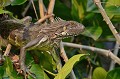 Iguana iguana. Iguane.Iguana iguana. Pantanal. Mato Grosso. Brésil. 